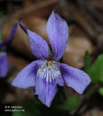 Attēlu rezultāti vaicājumam “Viola reichenbachiana”