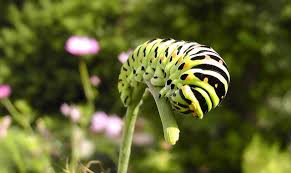 Image result for Himmelschlüssel