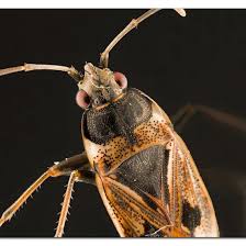 Image result for Rhyparochromus