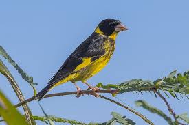 Attēlu rezultāti vaicājumam “Chloris chloris male”