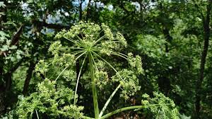 Attēlu rezultāti vaicājumam “Heracleum sphondylium subsp. sibiricum”