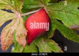 Attēlu rezultāti vaicājumam “Podophyllum hexandrum fruit”