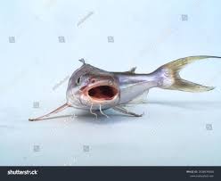 Image result for Bagre marinus