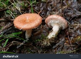 Attēlu rezultāti vaicājumam “Lactarius torminosus”