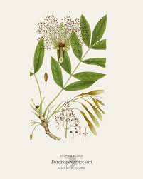 Attēlu rezultāti vaicājumam “Fraxinus excelsior leaf”