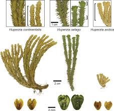 Attēlu rezultāti vaicājumam “Huperzia selago”
