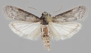 Attēlu rezultāti vaicājumam “Apomyelois bistriatella”