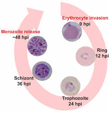 Attēlu rezultāti vaicājumam “Enteridium variabile plasmodium”