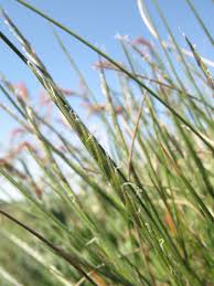 Attēlu rezultāti vaicājumam “Nardus stricta fruit”