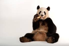 Image result for pandas