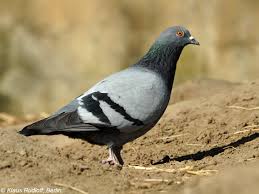 Attēlu rezultāti vaicājumam “Columba livia f. domestica”