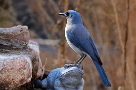 Attēlu rezultāti vaicājumam “Corvidae”