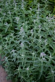 Attēlu rezultāti vaicājumam “Mentha longifolia”