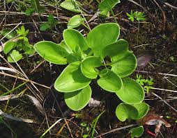 Attēlu rezultāti vaicājumam “Parnassiaceae”