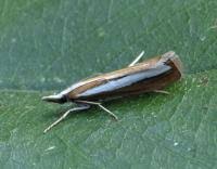 Attēlu rezultāti vaicājumam “Catoptria margaritella”