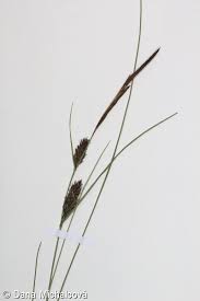 Attēlu rezultāti vaicājumam “Carex loliacea”