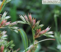 Attēlu rezultāti vaicājumam “Juncus bufonius fruit”