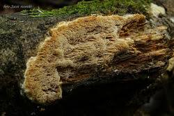 Attēlu rezultāti vaicājumam “Ceriporiopsis resinascens”