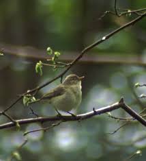 Attēlu rezultāti vaicājumam “Phylloscopus trochiloides adult”