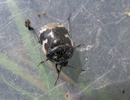 Attēlu rezultāti vaicājumam “Tritomegas bicolor imago”