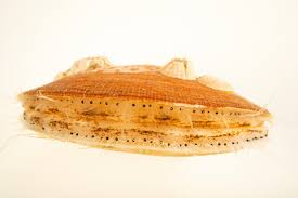 Image result for Placopecten magellanicus