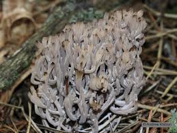 Attēlu rezultāti vaicājumam “Clavulina cinerea”