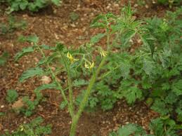 Attēlu rezultāti vaicājumam “Lycopersicon esculentum”