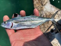 Image result for Caranx hippos