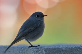 Attēlu rezultāti vaicājumam “Phoenicurus ochruros”