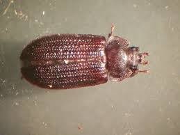 Attēlu rezultāti vaicājumam “Grynocharis oblonga”