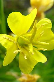 Image result for Oenothera biennis
