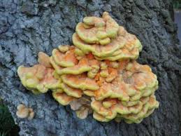 Attēlu rezultāti vaicājumam “Laetiporus sulphureus”