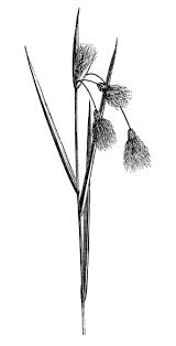 Attēlu rezultāti vaicājumam “Eriophorum gracile”