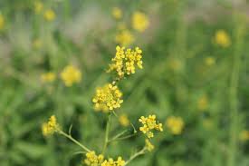 Attēlu rezultāti vaicājumam “Bunias orientalis flower”