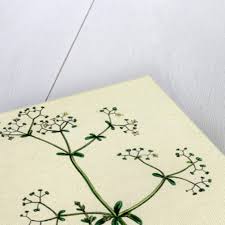 Attēlu rezultāti vaicājumam “Galium elongatum leaf”