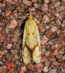 Attēlu rezultāti vaicājumam “Agapeta hamana”