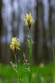 Attēlu rezultāti vaicājumam “Carex pilosa leaf”