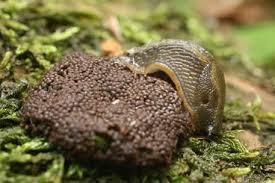 Attēlu rezultāti vaicājumam “Barbeyella minutissima stalked”