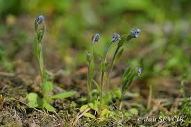 Attēlu rezultāti vaicājumam “Myosotis stricta”
