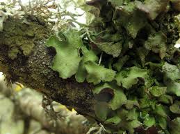 Attēlu rezultāti vaicājumam “Pleurosticta acetabulum”