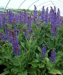 Image result for Salvia nemorosa