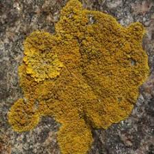 Attēlu rezultāti vaicājumam “Caloplaca scopularis”