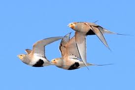 Image result for Syrrhaptes paradoxus