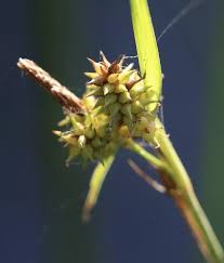 Attēlu rezultāti vaicājumam “Carex viridula fruit”