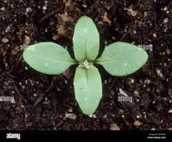 Attēlu rezultāti vaicājumam “Epilobium montanum leaf”