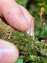 Attēlu rezultāti vaicājumam “Eocronartium muscicola”