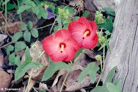 Image result for Abelmoschus moschatus