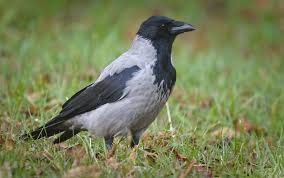 Attēlu rezultāti vaicājumam “Corvus cornix adult”