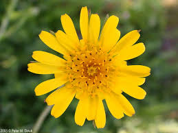 Image result for Tragopogon pratensis