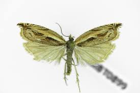 Attēlu rezultāti vaicājumam “Ancylis apicella”